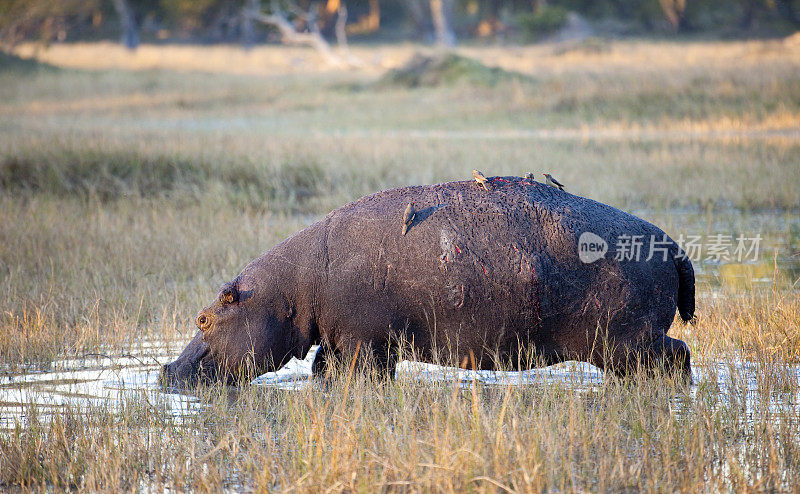 Badly wounded Hippopotamus in water with Red-billed Oxpeckers, Botswana